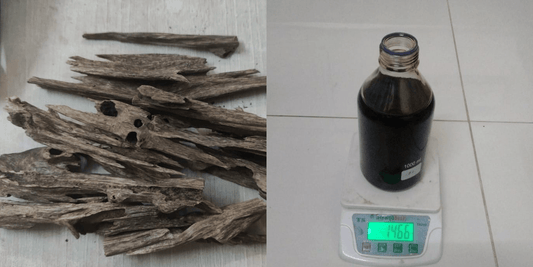 What is Oud? The World's Most Expensive Fragrance Material Explained | Qaffra Perfumes