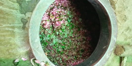 What is Rose Attar? Everything About the Queen of All Fragrances | Qaffra Perfumes